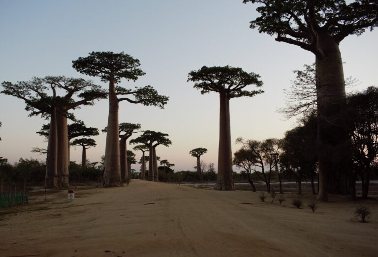 Allée des Baobabs près de Morondava, Madagascar