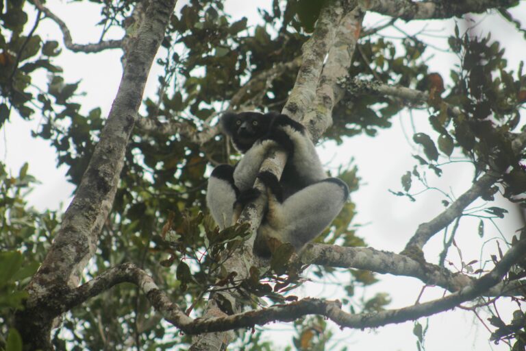 Indri, le plus grand lémurien, à Andasibe